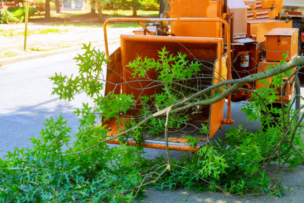 Best Tree Clearing Services  in Sunset, LA